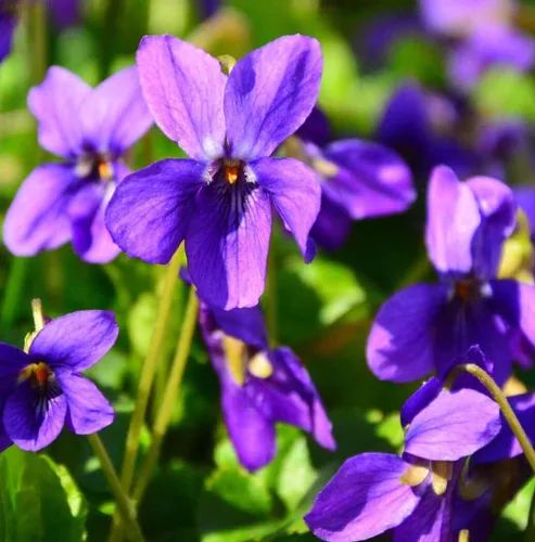 Miniatura 4 de Más de 310 semillas de viola dulce violeta, semillas de flores de alta tasa de germinación, perennes de larga floración para paisajismo, cestas