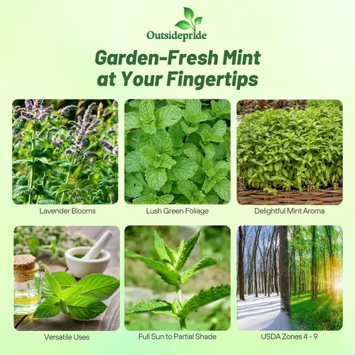 Miniatura 2 de Outsidepride Semillas de menta verde – 10,000 piezas de semillas de hierbas de menta perennes, aromáticas, fáciles de cultivar para plantar