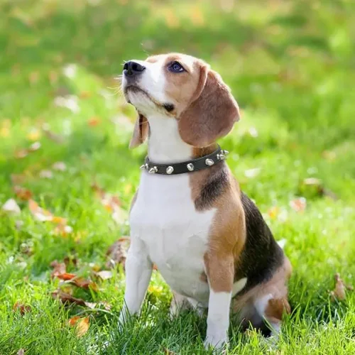 Miniatura 3 de Collar de perro con pinchos para perros pequeños, remache de hongos, piel sintética suave, collar con tachuelas para gato, collar ajustable