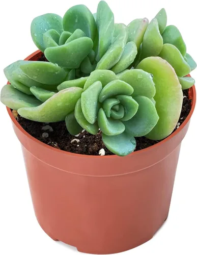 Miniatura 2 de Sprout N Green Aeonium - Almohadilla de lirio, planta suculenta viva totalmente enraizada en maceta de 4 pulgadas, oficina en casa, decoración
