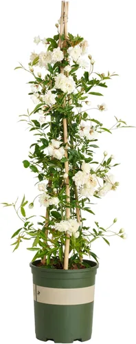 Miniatura 7 de White Lady Banks Rose - Planta de rosas trepadoras vivas, flores blancas sin espinas, vid perenne resistente para vallas, cenadores y enrejados