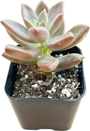 Miniatura 2 de Sprout N Green Sedum Dorado, Sedum adolphi, Mini suculenta viva totalmente enraizada en maceta de inicio de 2 pulgadas con mezcla de tierra, planta