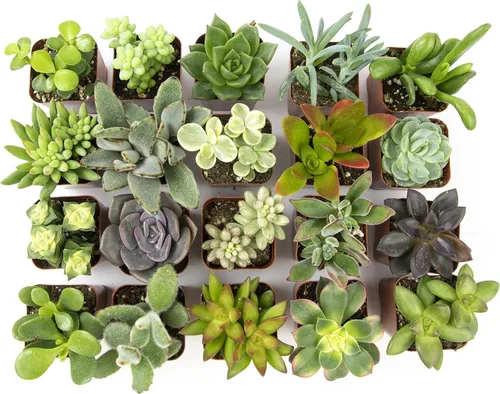 Miniatura 6 de Plants for Pets Plantas de interior fáciles de cultivar (paquete de 12) y plantas suculentas vivas Altman (paquete de 20) - Plantas
