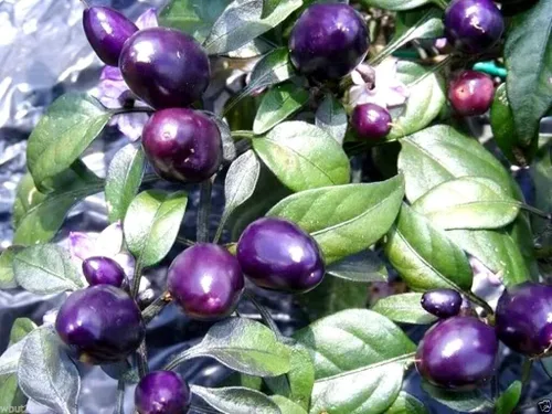 Miniatura 2 de Pimiento de chile enano Little Blue más de 30 semillas para plantar sin OMG