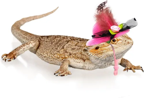 Miniatura 5 de 6 piezas de sombreros de pollo, sombreros para muñecas, ropa para osos, ropa para peluches, cascos de pollo