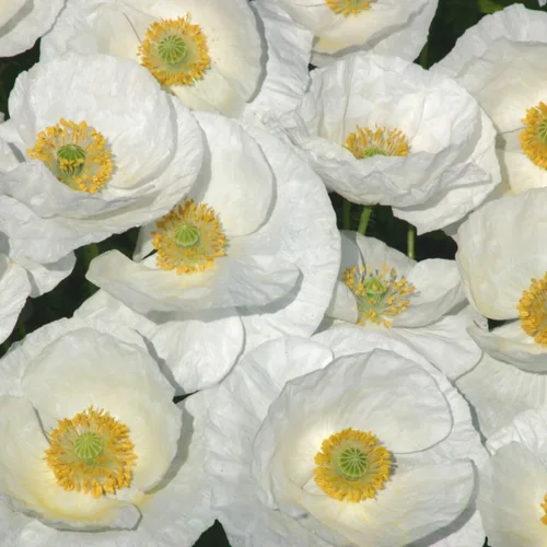Outsidepride Semillas de amapola de seda nupcial para plantar, 500 piezas anuales, tolerantes a la sequía y fáciles de cultivar semillas de flores