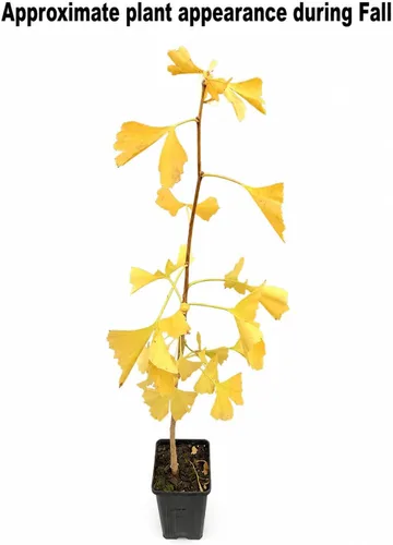 Miniatura 3 de Árbol de ginkgo - Planta viva de 12 a 16 pulgadas de alto - Maceta de cuarto de galón - Árbol de culantrilla/ginko - Ginkgo biloba Maidenhair