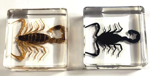 Miniatura 9 de 44mm de escorpión negro real en resina de lucite transparente cristalina, especímenes de artesanía, insectos de varios animales, colección