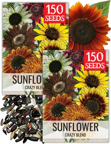 Miniatura 56 de Seed Needs Semillas de girasol para plantar girasoles de manchas solares enanas, semillas de flores de corte anual de polinización abierta