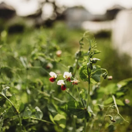 Miniatura 2 de Guisante de azúcar gris enano – 4 onzas a granel (~650 semillas) – Variedad de reliquia y polinizada abierta, fácil de cultivar y tolerante al frío