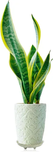 Miniatura 4 de Idyllize - Base de plástico transparente para plantas (5 unidades)