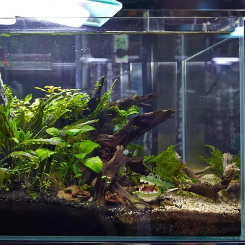 Miniatura 9 de iplusmile Adornos de pecera, adorno de acuario, decoración de animales, acuario, caimán acuario, decoración de paisaje, decoración de acuario