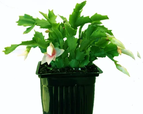 Planta viva de cactus de Navidad blanca de 4 pulgadas. Fácil de cultivar y cuidar, csctus navideño. Blanco