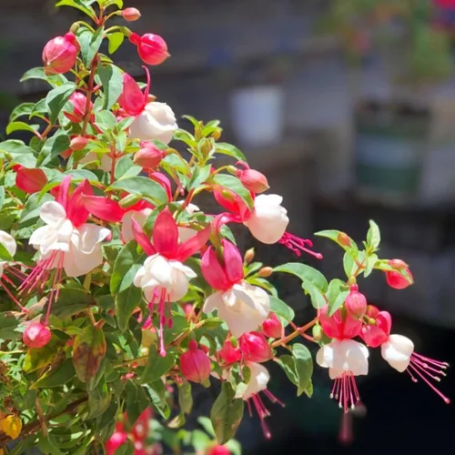 Miniatura 4 de 200 semillas fucsias perennes colgantes, planta bonsái para interiores y exteriores, planta de jardín ornamental fácil de cultivar para balcón