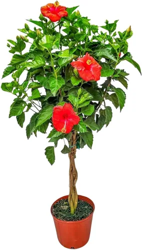 Miniatura 10 de Árbol de Hibisco Vivo Trenzado Fiesta - Altura total de 34" a 38" - Tropical Plants of Florida (Planta en maceta de cultivo)