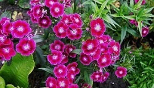 Miniatura 2 de Sweet William, (semillas) blanco/rosa/rojo, semillas de flores, Dianthus barbatus(500 semillas)