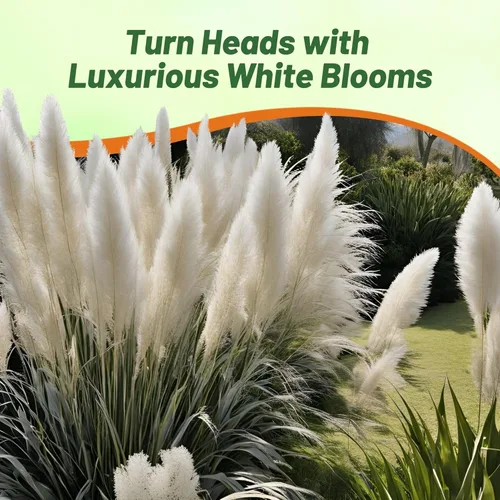 Miniatura 6 de Outsidepride Semillas de hierba de pampa blanca: 1,000 piezas. Hierba ornamental perenne, tolerante a la sequía para bordes de jardín grandes