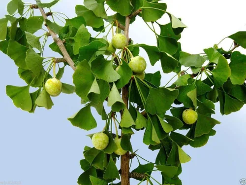 Miniatura 3 de GINKGO BILOBA Semillas de plantas"Árbol Maidenhiar" Puede hacer un excelente bonsái(5 semillas)