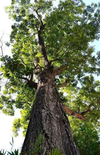 Miniatura 2 de TomorrowSeeds - Semillas de árbol de nuez - Más de 6 unidades - para plantar Carya Illinoensis Pawnee Nuez gigante Nuez Mantequera Nuez Mantequera