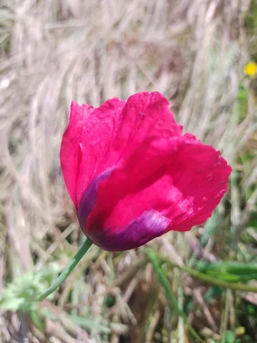 Miniatura 4 de Generic World Poppy Seed Blend Papaver Somniferum Mix 25+ cepas orgánicas sin OMG 100,000 semillas