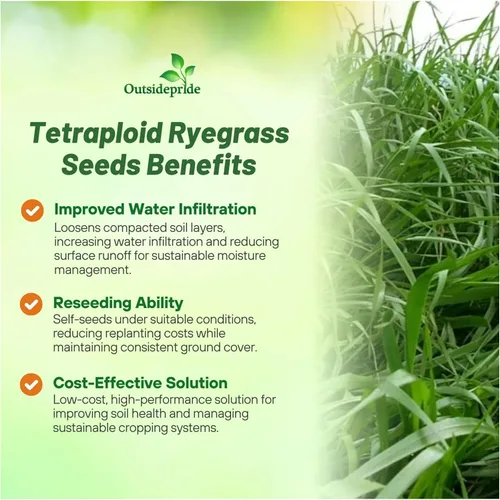 Miniatura 3 de Outsidepride Semillas anuales de Ryegrass – 5 libras. Resistentes y de crecimiento rápido, semillas de cultivo de cobertura para plantar hojas