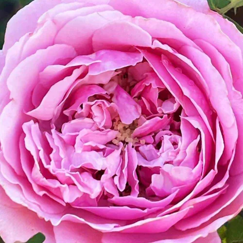 Miniatura 8 de Rosas de té híbridas de reliquia, planta de raíz propia viva para jardín al aire libre, Sister Emmanuelle™, excepcionalmente fragantes, zonas