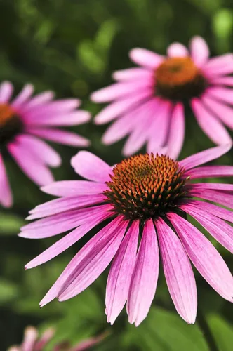 Miniatura 3 de Purple Equináceas 100 semillas, hermosas flores moradas