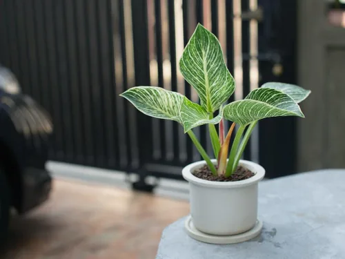 Miniatura 2 de Gardenera Tierra para macetas de filodendro: garantiza la salud y el éxito de tus plantas - 1 cuarto de galón