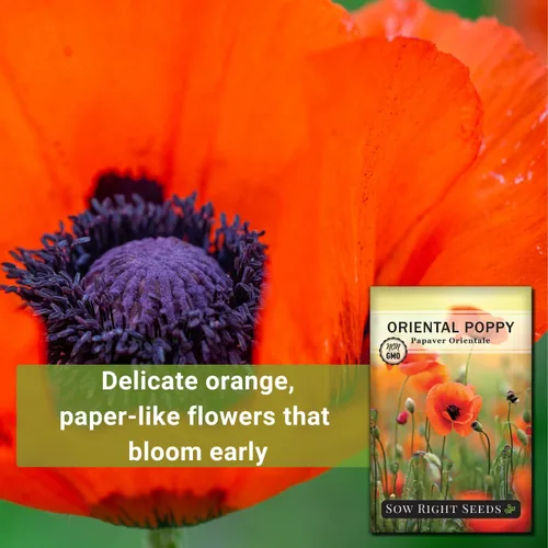 Miniatura 3 de Sow Right Seeds - Semillas de amapola oriental para plantar - Paquete de semillas de reliquia sin OMG con instrucciones para cultivar un hermoso