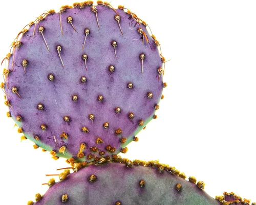 Miniatura 4 de Cactus Outlet - Plantas de cactus de tuna de Santa Rita vivas - Plantas de cactus vivas - Cactus de Santa Rita - Planta de tuna viva - Plantas