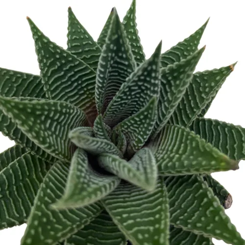 Miniatura 4 de BubbleBlooms Haworthia Miami, 2 pulgadas wandera Tropiflora Lace Aloe