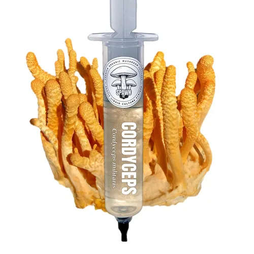 Miniatura 14 de Cultivo líquido de Cordyceps albino (Cordyceps militaris) 20mL Sustrato para micología