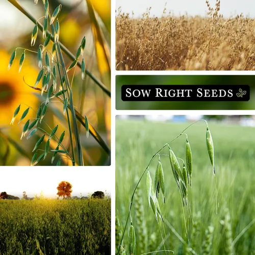 Miniatura 4 de Sow Right Seeds - Semilla de avena de invierno para plantar - Cubre los cultivos para plantar en tu huerto casero - Enriquece el suelo - Suprime