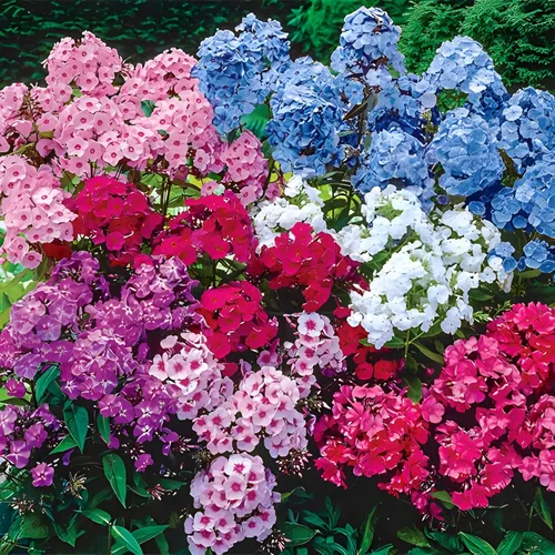 Votaniki Hardy Tall Phlox Mix - Flores fragantes, Phlox perenne raíz desnuda lista para plantar | Exhibición de jardín de larga duración - Fácil de
