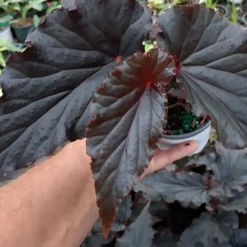 Miniatura 6 de Juego de 2 plantas vivas de begonia, plantas raras de begonia para colgar, canasta colgante ornamental de 5"-9" de alto (Ala de Ángel Negro)