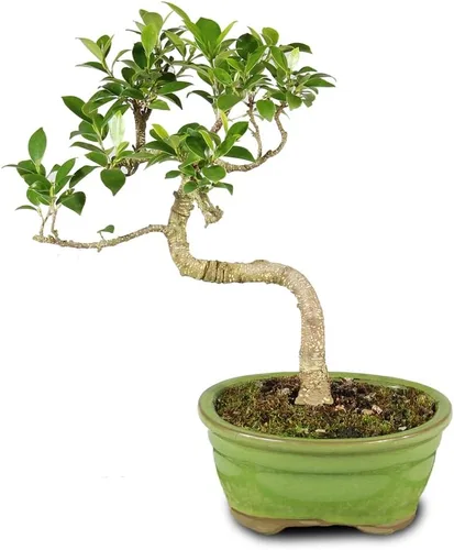 Miniatura 14 de Brussel's Bonsai - Árbol bonsái para interiores, M
