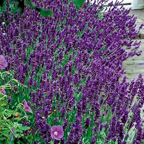 Miniatura 3 de Park Seed Semillas de lavanda inglesa, ricas en aceites esenciales, paquete de 100 semillas