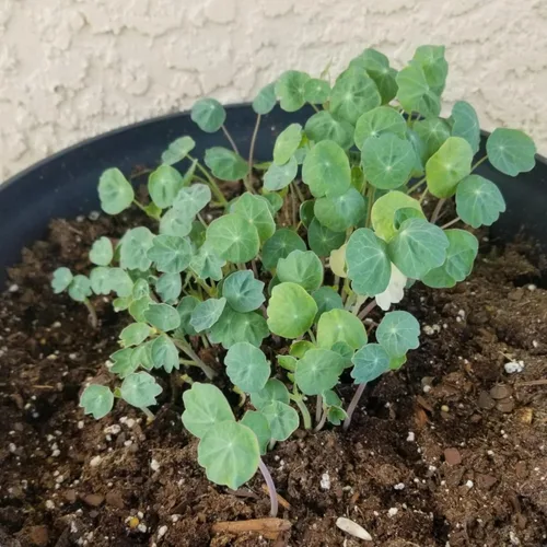 Miniatura 6 de Seed Needs Semillas de Nasturtium Variedad Black Velvet Más de 350 semillas Tropaeolum Minus semilla de flor anual Flores comestibles