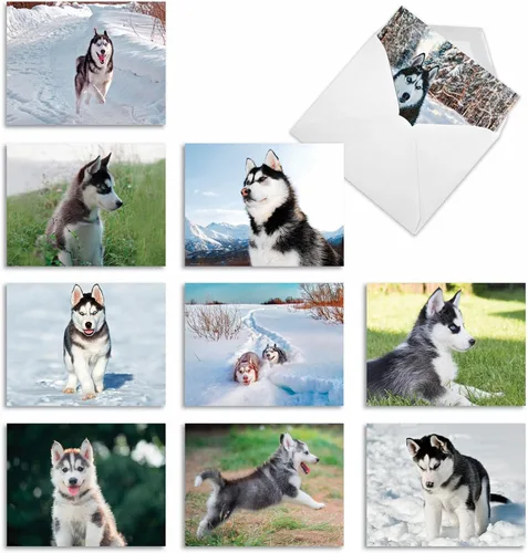 The Best Card Company - 10 adorables tarjetas de perro en blanco (4 x 5.12 pulgadas) - Razas de mascotas surtidas, juego en caja - Adorables perros