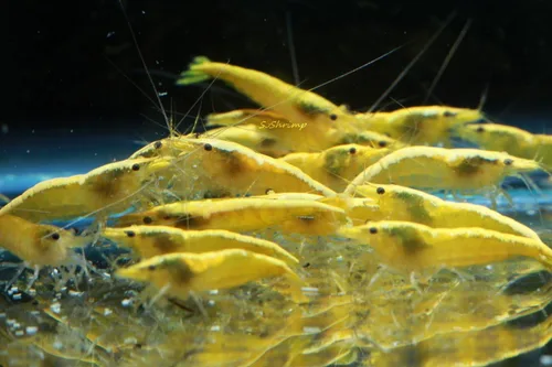 Miniatura 11 de Camarones vivos de acuario de agua dulce - Neocaridina (Carbon Rili, 10 unidades)