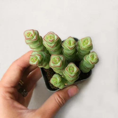 Miniatura 2 de Caja de suculentas Colección única de suculentas de Crassula vivas, fáciles de cultivar, planta de interior para el hogar, totalmente enraizadas