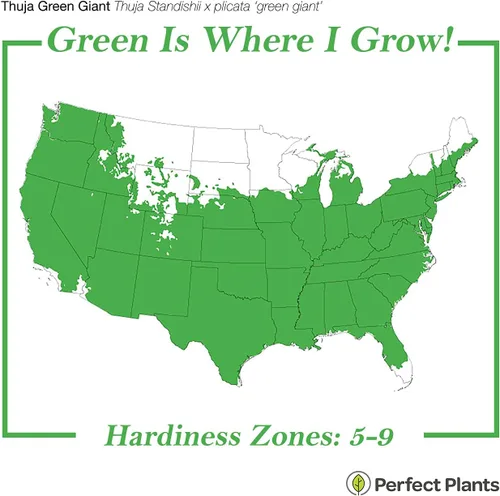 Miniatura 3 de Perfect Plants Thuja Verde Gigante de 1 Galón Árbol de Privacidad Siempreverde Arborvitae Follaje Verde Abundante Adaptable
