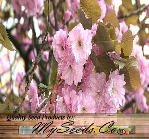 Miniatura 8 de Prunus serrulata (Cereza Japonesa, Sakura, Cereza Colina, Cereza Oriental, Cereza de Asia Oriental) Semillas de árbol, Flores vistosas, Semillas