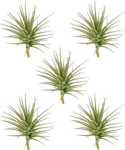 Miniatura 33 de ragnaroc Air Plants - Tillandsia Caput Medusae Floreciente, Grande 5-7" - 1ct - Llegada Viva Garantizada - Plantas de Casa para Decoración del Hogar