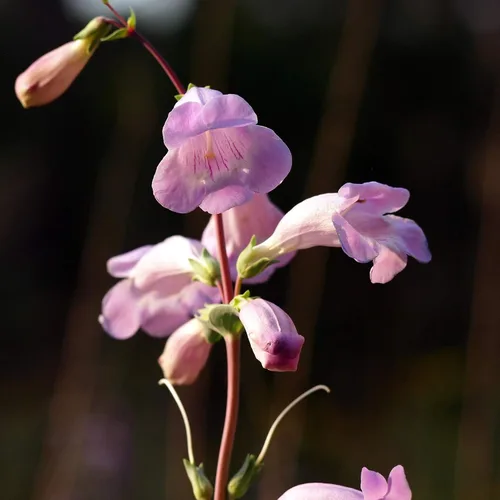 Miniatura 7 de Outsidepride Semillas Penstemon de lengua de barba de hoja de concha para plantar, 2000 semillas de flores perennes con flores aromáticas