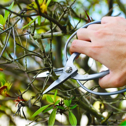 Miniatura 2 de KAKURI Tijeras de bonsái fabricadas en Japón de 7 pulgadas, hoja japonesa de acero inoxidable, tijeras Okubo para uso en bonsái y jardín