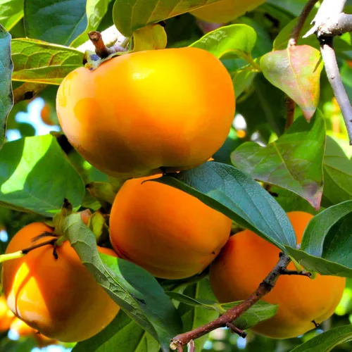 TomorrowSeeds - Semillas de árbol de caqui japonés - Más de 10 unidades - para plantar Diospyros Kaki Fuyu Hachiya Asiático Chino Oriental Sharon