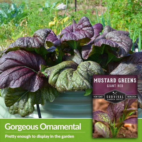 Miniatura 3 de Survival Garden Seeds - Semilla gigante de mostaza roja para plantar - 3 paquetes con instrucciones para plantar y cultivar hojas picantes