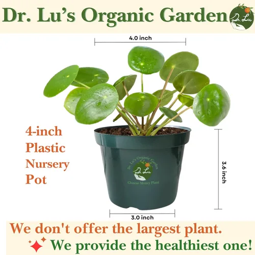 Miniatura 2 de Planta Orgánica de Dinero Chino de Dr. Lu (Pilea Peperomioides) Planta de la Amistad/OVNI Enraizada Plantas de Interior Raras para la Buena