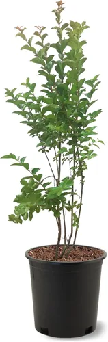 Miniatura 26 de American Plant Exchange Black Diamond Shell Pink Crape Myrtle Tree Live, maceta de 1 galón, 1-1.5 pies de alto, flores rosas vibrantes, tolerantes a
